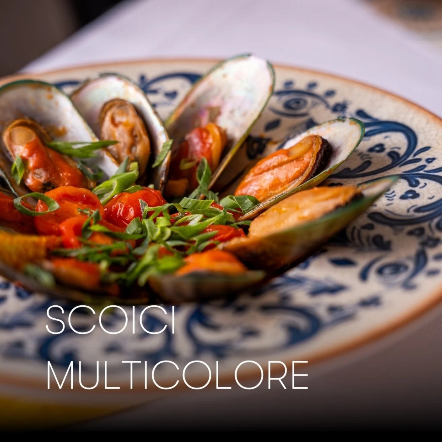Scoici Multicolore